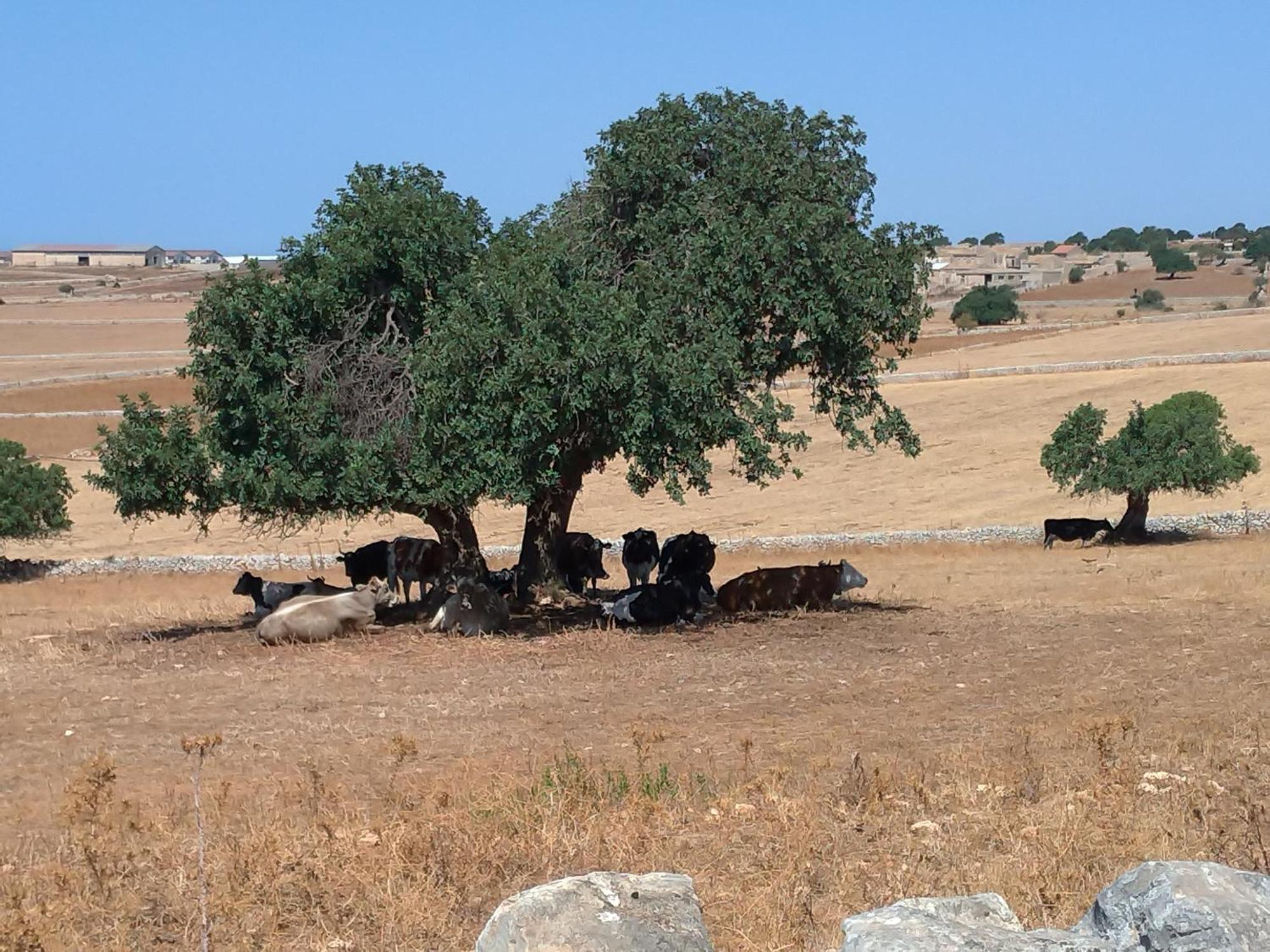 I Dammusi Villa Santa Croce Camerina Dış mekan fotoğraf